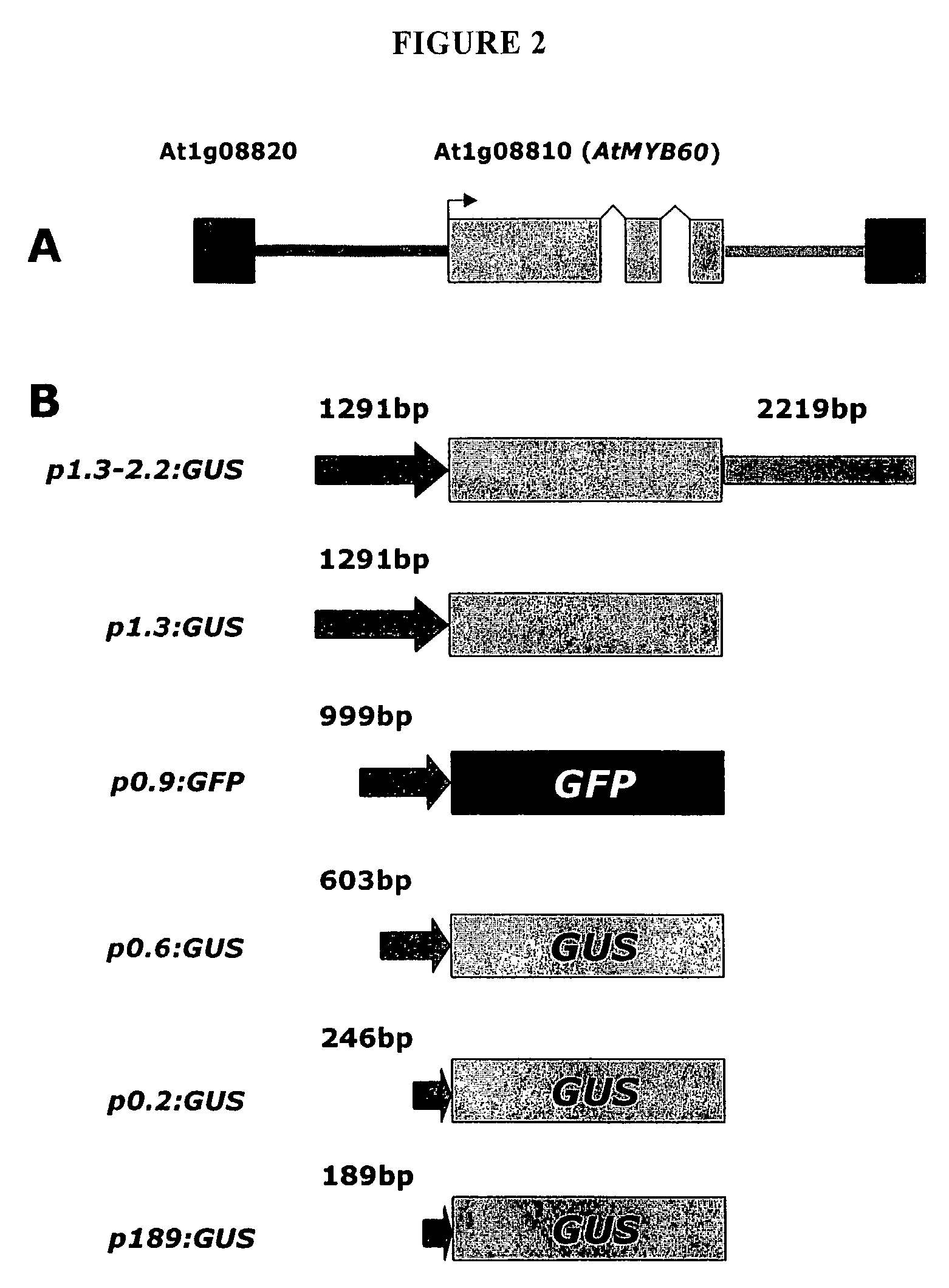 Arabidopsis-stomatal-specific promoter and a genetic construct containing the promoter for expression of nucleic acids in plants