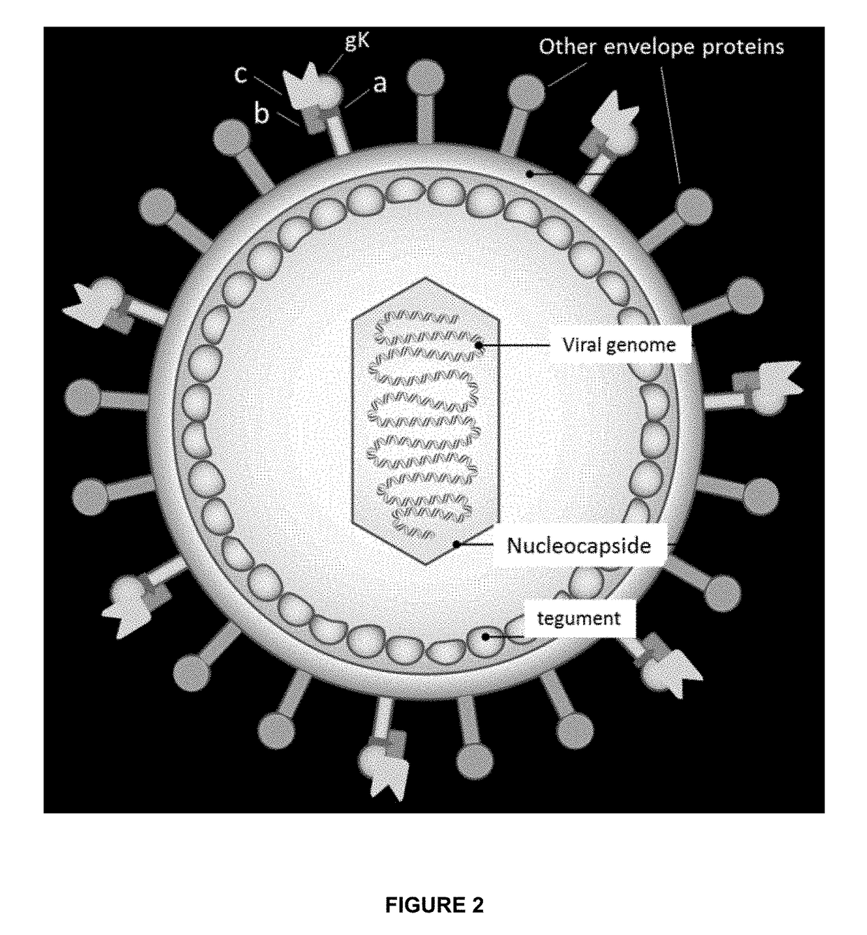 Oncolytic viruses & methods of use thereof