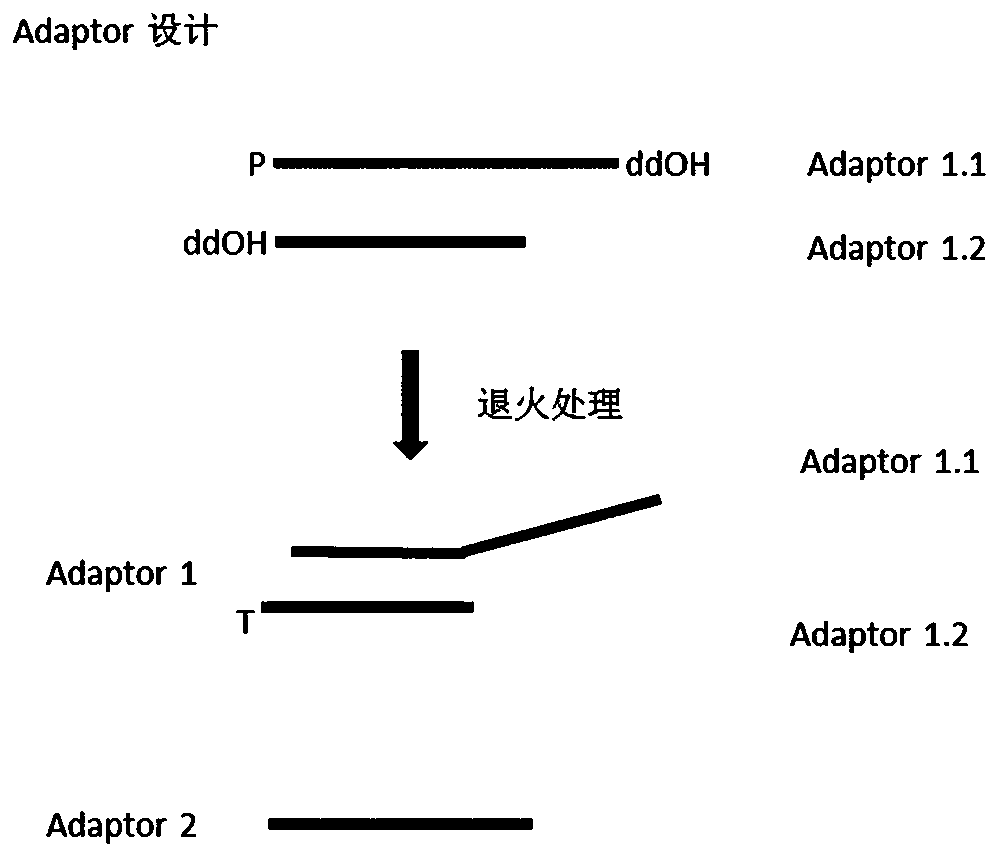 Nucleic acid linker for high-throughput sequencing and library construction method