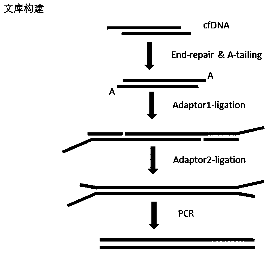 Nucleic acid linker for high-throughput sequencing and library construction method