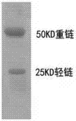 Enzyme-labeled antibody used for tilapia mossambica IgM detection and preparation method of enzyme-labeled antibody