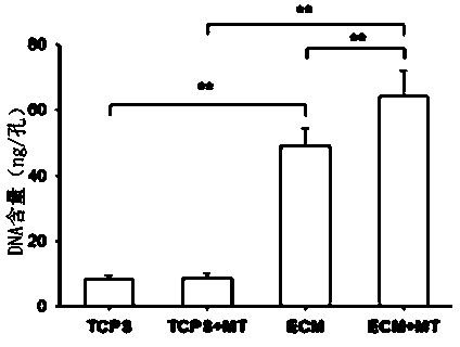 Application of melatonin synergistic extracellular matrix biomaterial to preparation of medicament for promoting osteoblast differentiation of mesenchymal stem cells