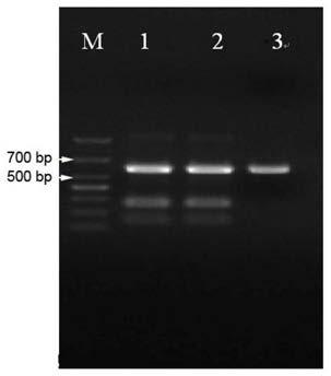 Salt tolerance gene hgs2 of halophytic grass and its application