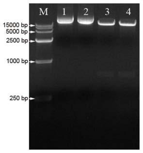 Salt tolerance gene hgs2 of halophytic grass and its application