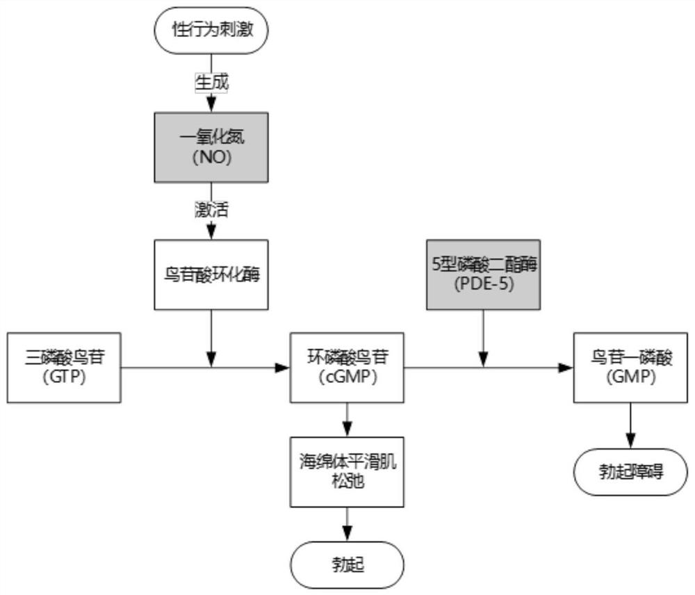 Biological product for improving male function as well as preparation method and application of biological product