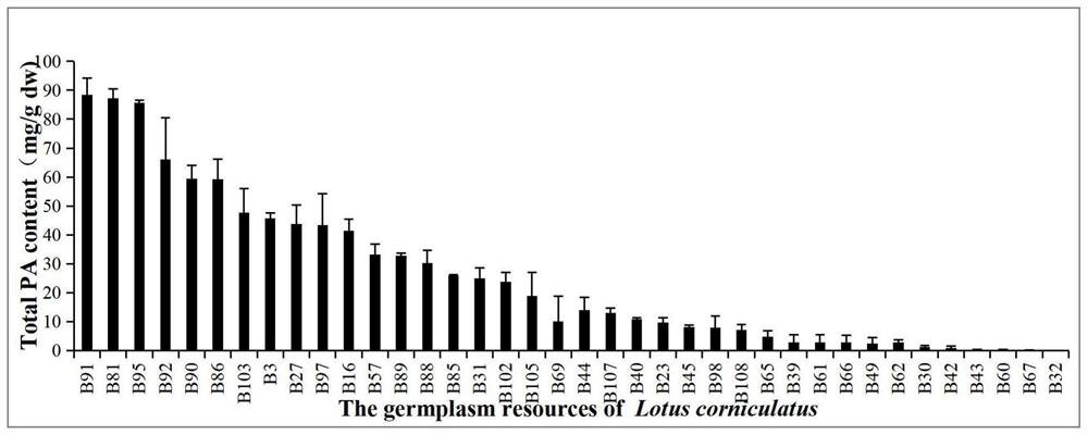 Lotus corniculatus LcMYB5 gene and application thereof