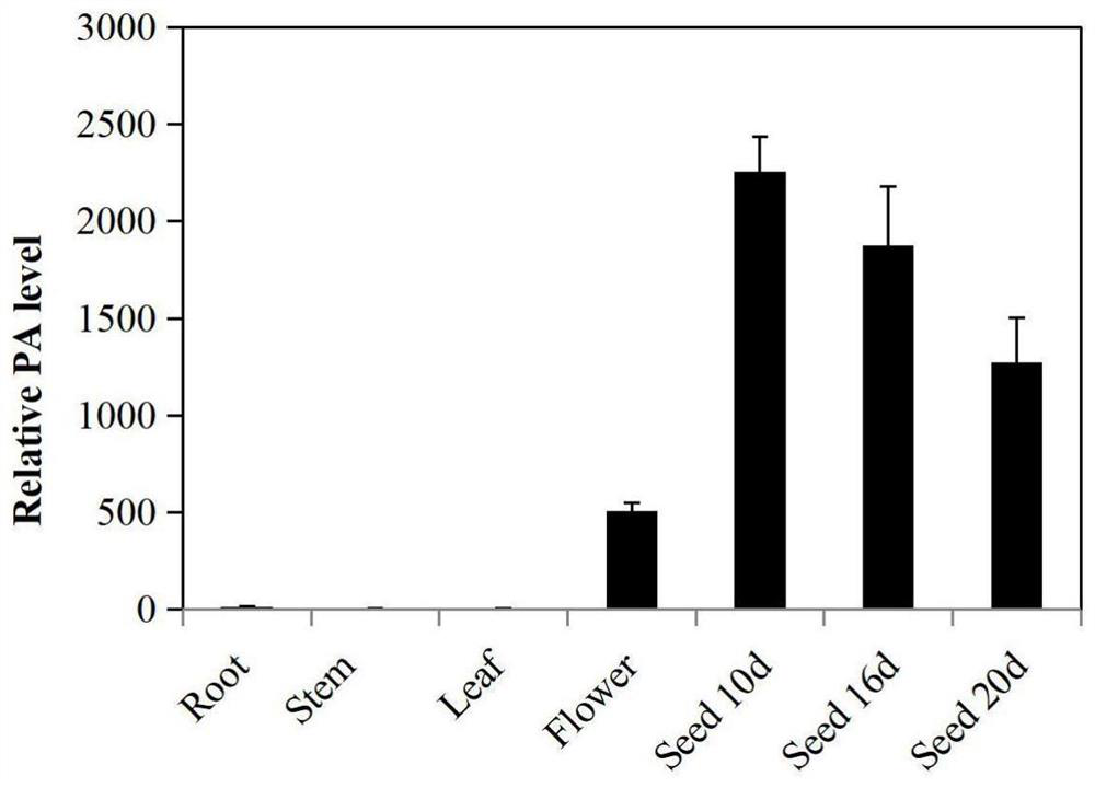 Lotus corniculatus LcMYB5 gene and application thereof