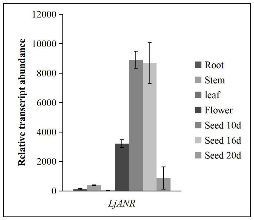 Lotus corniculatus LcMYB5 gene and application thereof