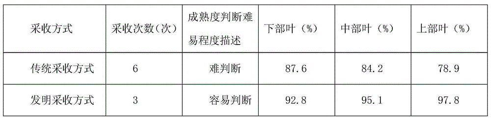 Tobacco leaf culturing and harvesting method