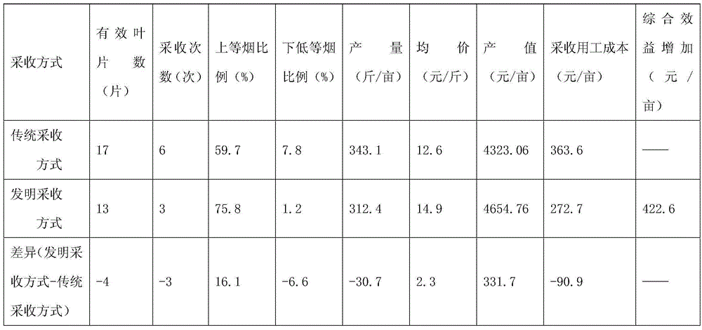 Tobacco leaf culturing and harvesting method