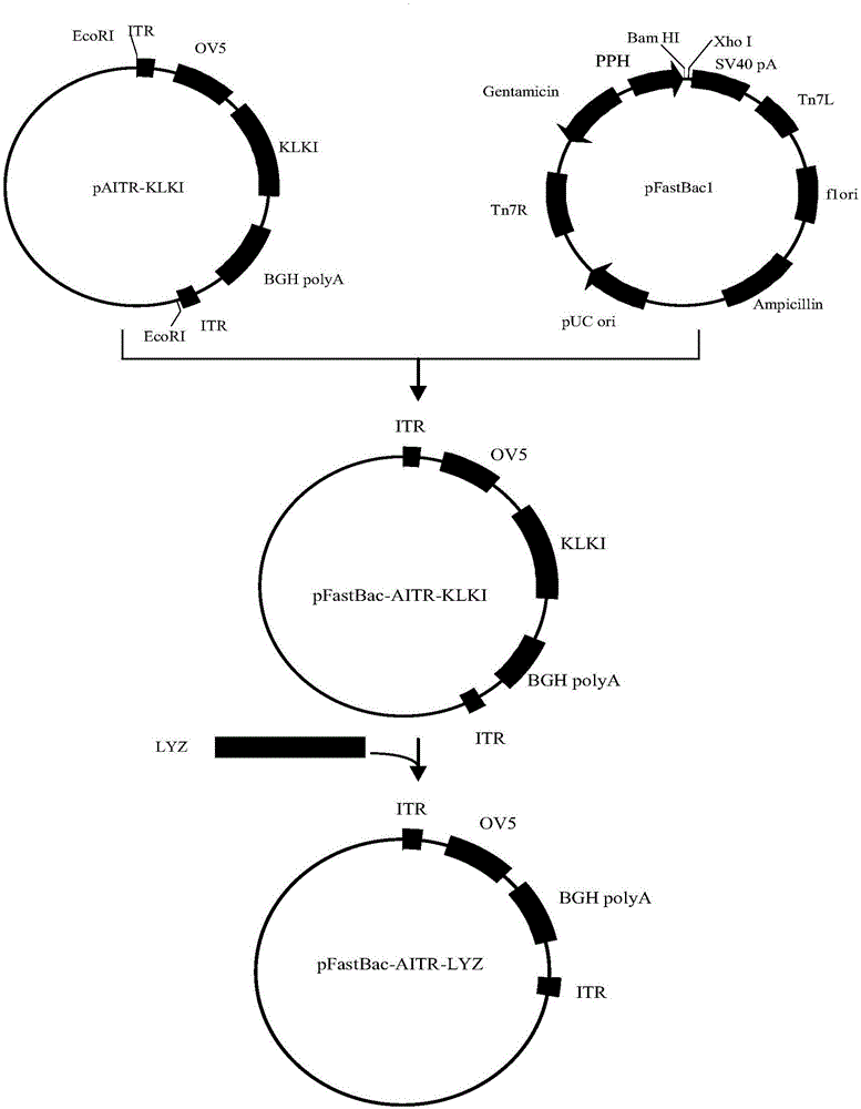 Method for preparing recombinant avian adeno-associated virus and use of recombinant avian adeno-associated virus