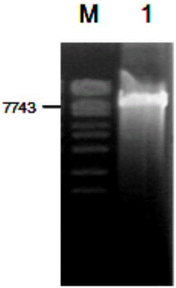 Method for preparing recombinant avian adeno-associated virus and use of recombinant avian adeno-associated virus