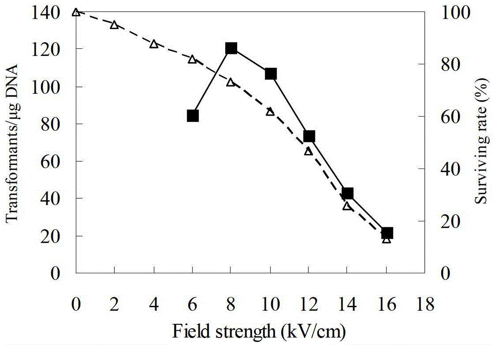 Streptomyces diastatochromogenes electroporation transformation method