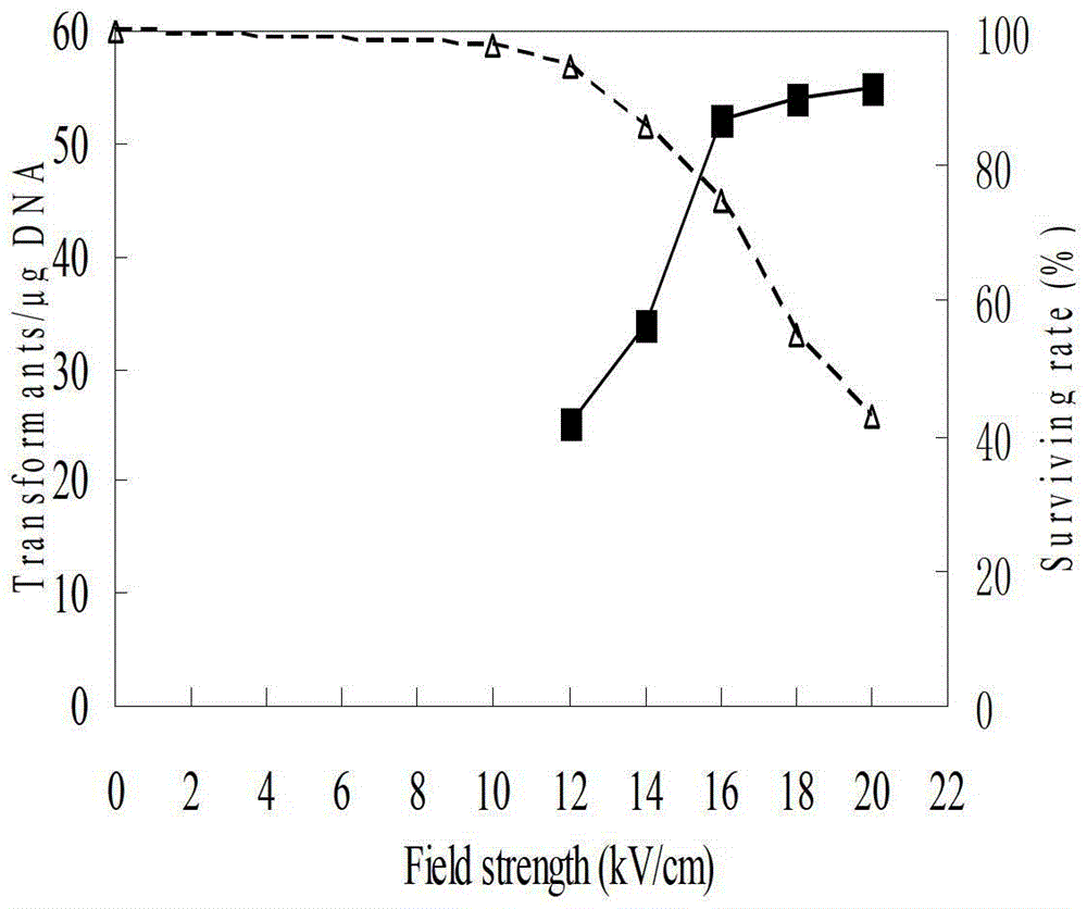 Streptomyces diastatochromogenes electroporation transformation method