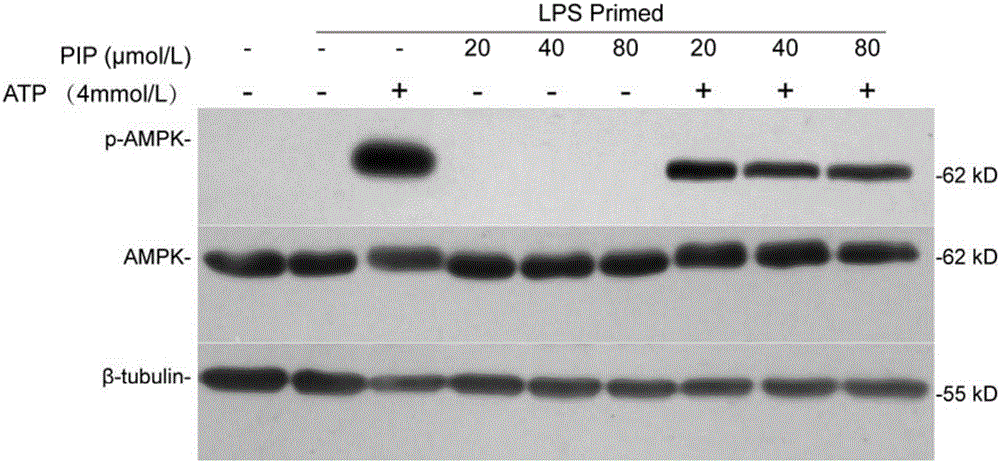 Application of piperine to preparing medicines for regulating AMPK immunometabolism pathways of immune cells