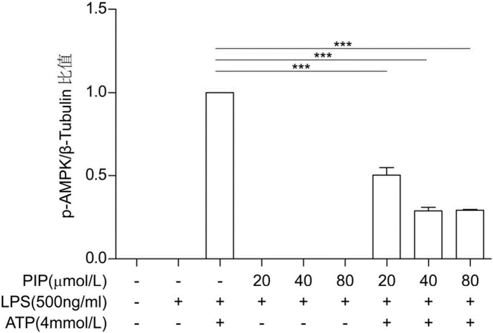 Application of piperine to preparing medicines for regulating AMPK immunometabolism pathways of immune cells