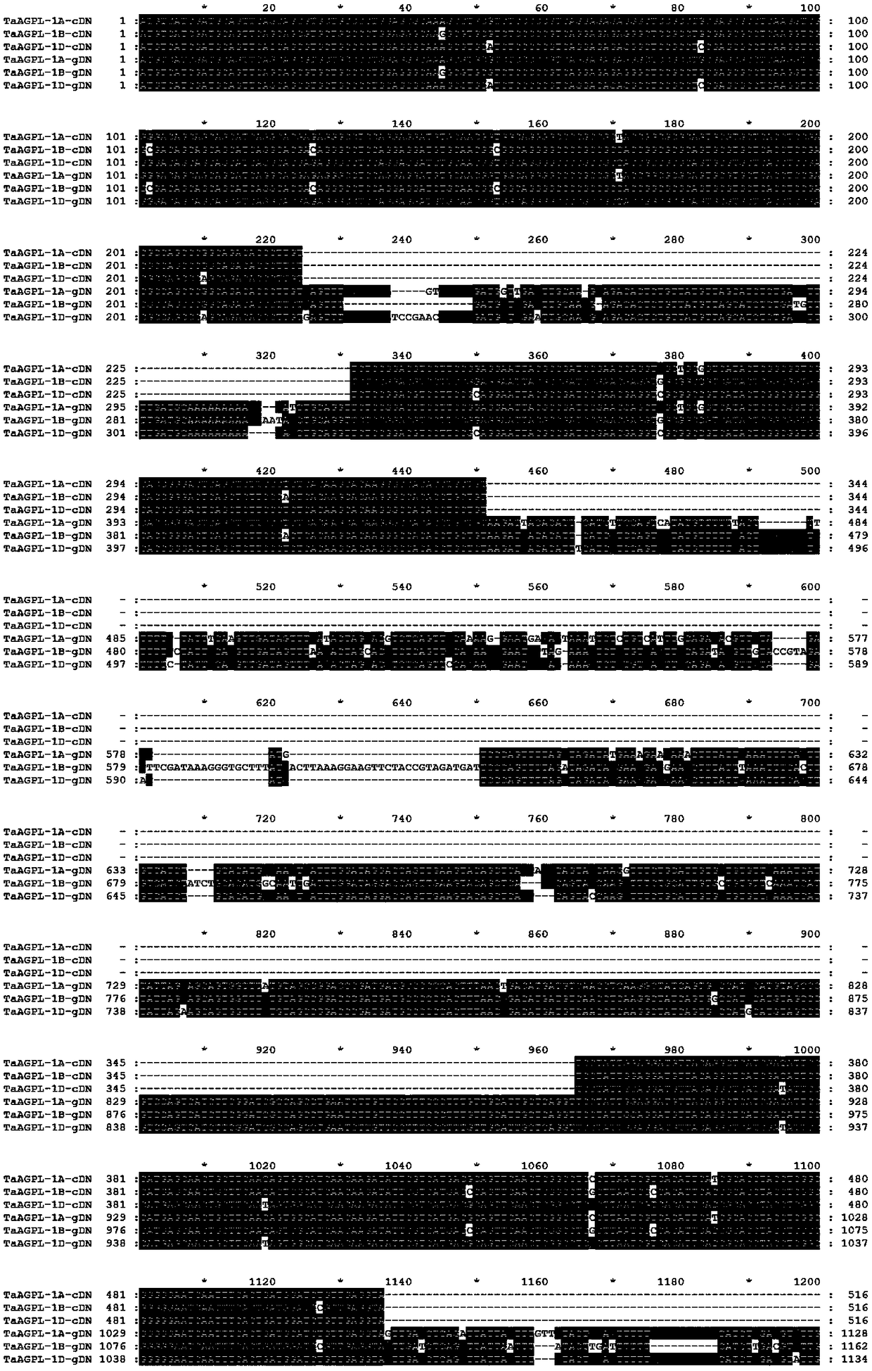 A method and kit for detecting allelic variation of taagpl gene