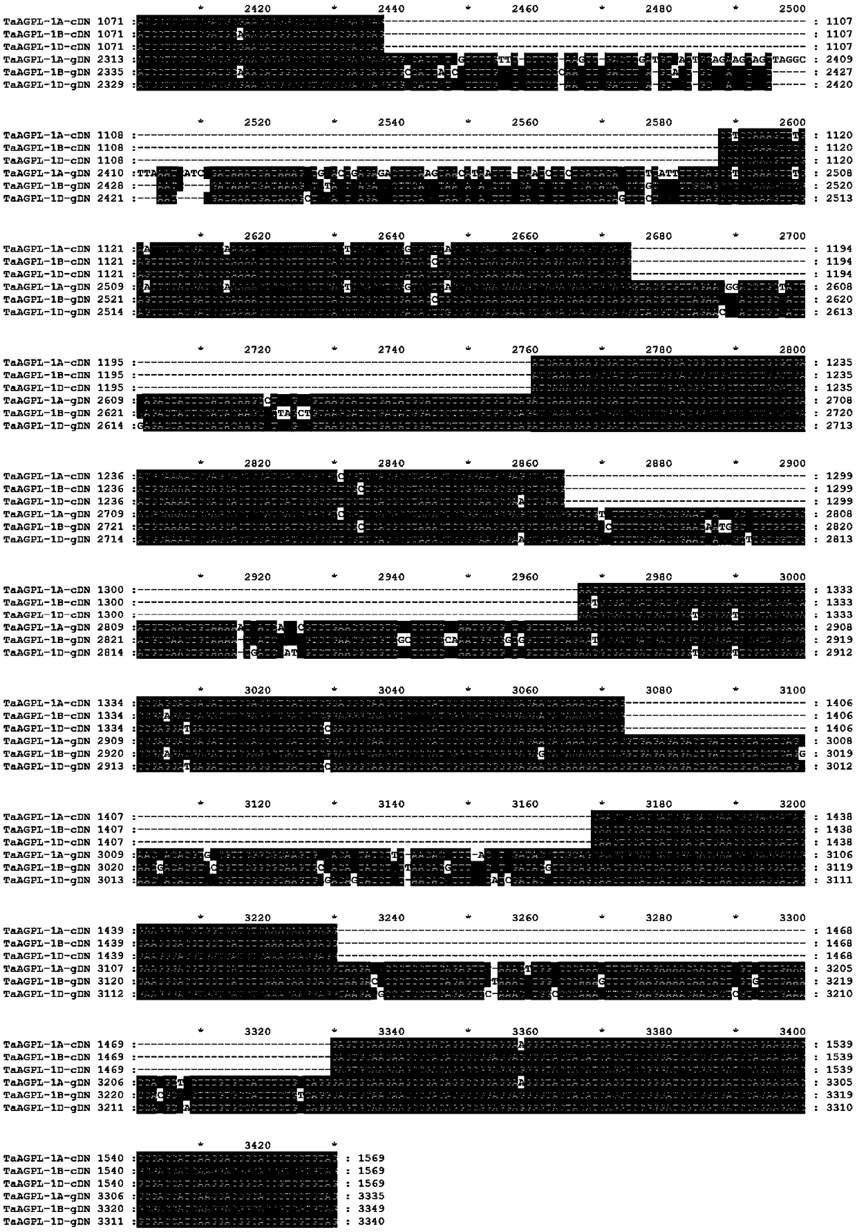 A method and kit for detecting allelic variation of taagpl gene