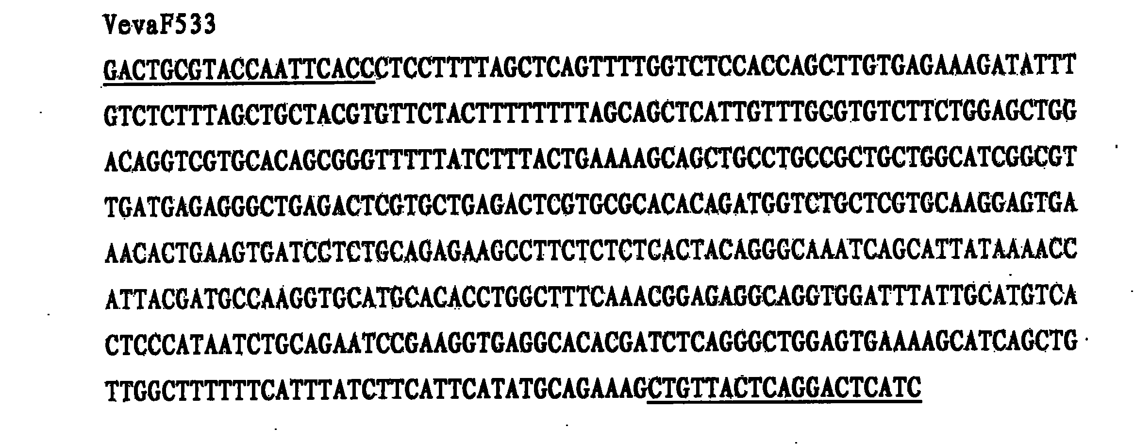 Special molecular marker for sex of verasper variegates, and genetic sex identification method