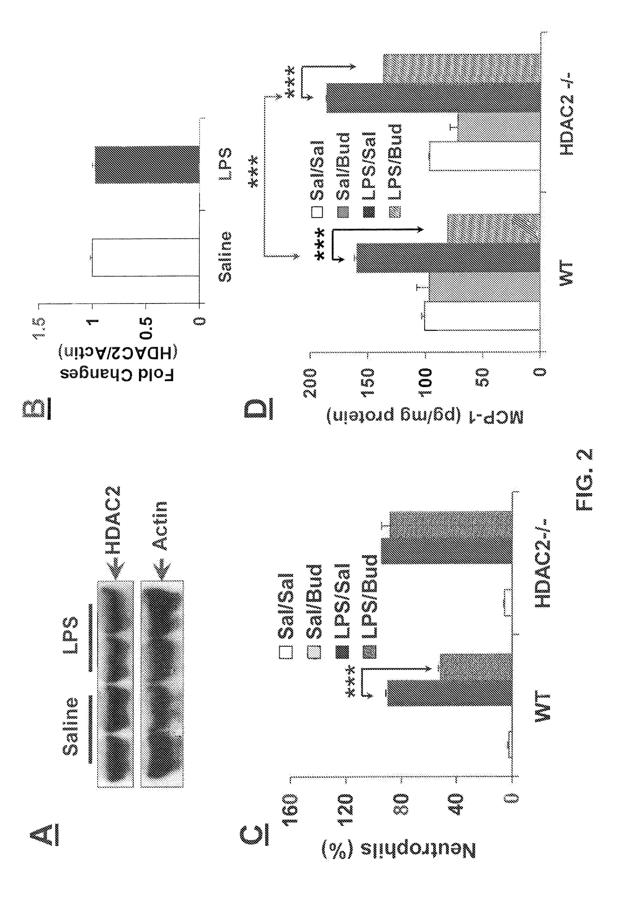 NRF2 Deficiency Influences Susceptibility to Steroid Resistance via HDAC2 Reduction