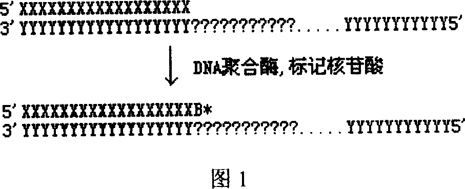 DNA sequence measurement based on primer extension