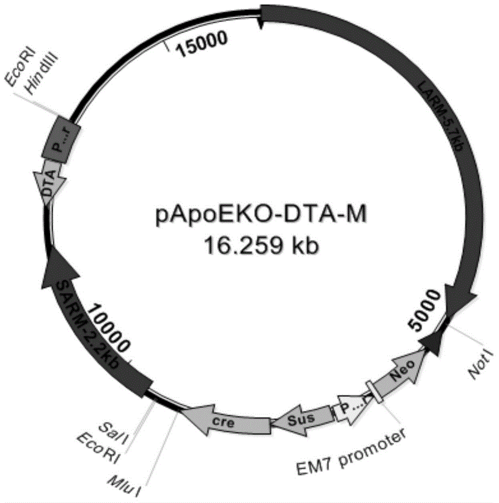 Porcine ApoE gene knockout carrier as well as construction method and application thereof