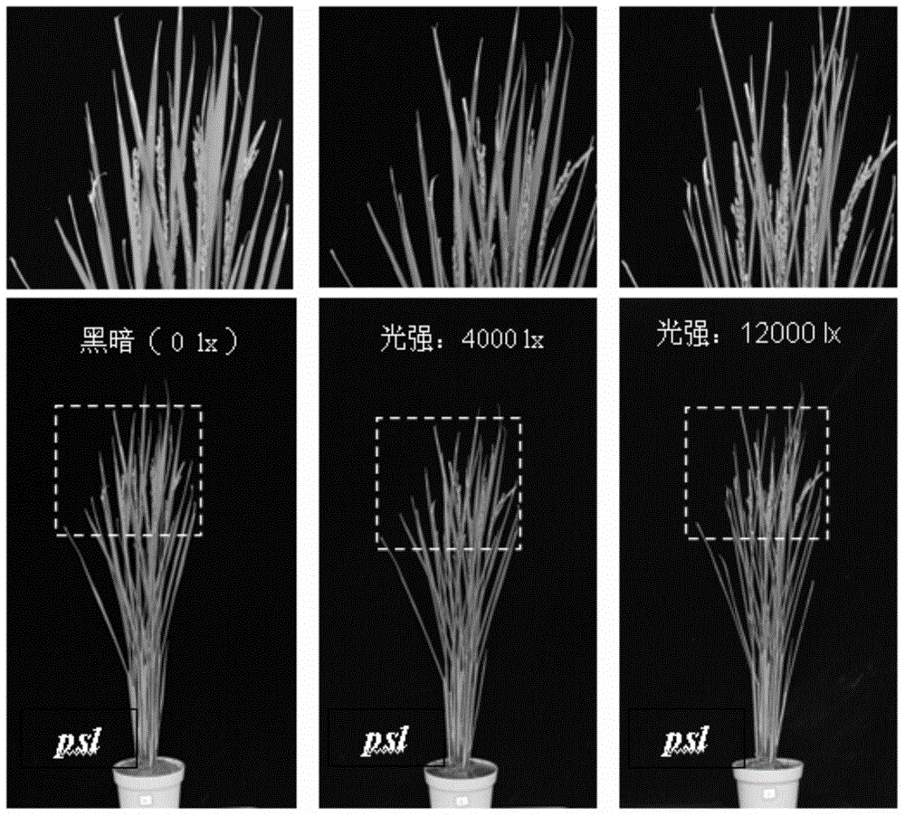 Paddy rice photosensitivity semi-rolled leaf (PSL1) gene and application thereof