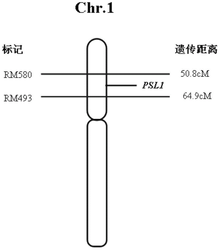 Paddy rice photosensitivity semi-rolled leaf (PSL1) gene and application thereof