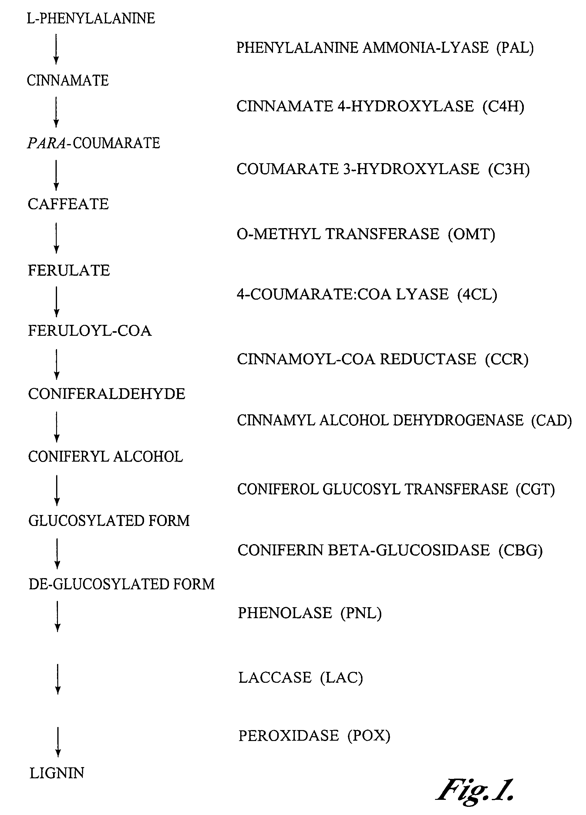 Materials and methods for the modification of plant lignin content