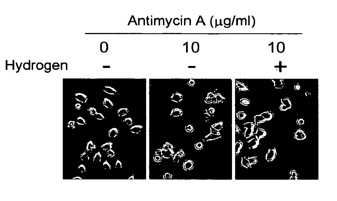 Scavenger of in vivo harmful reactive oxygen species and/or free radicals