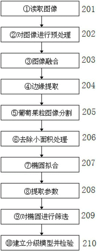 Machine vision based whole case red grape fruit size grading device and method