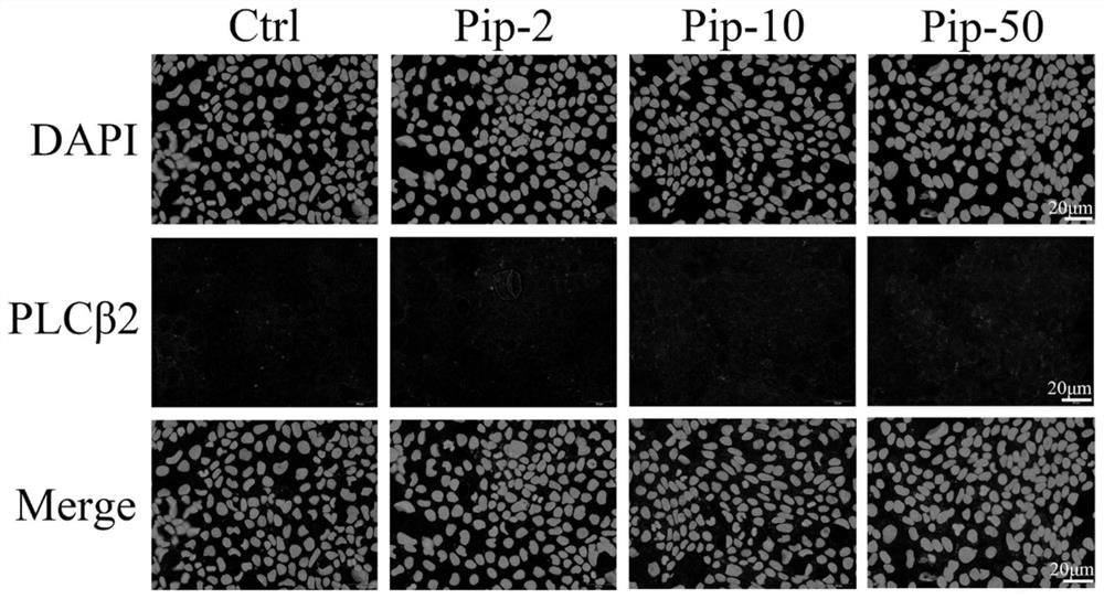 Application of piperine in preparation of agonist of human bitter receptor 14 subtype