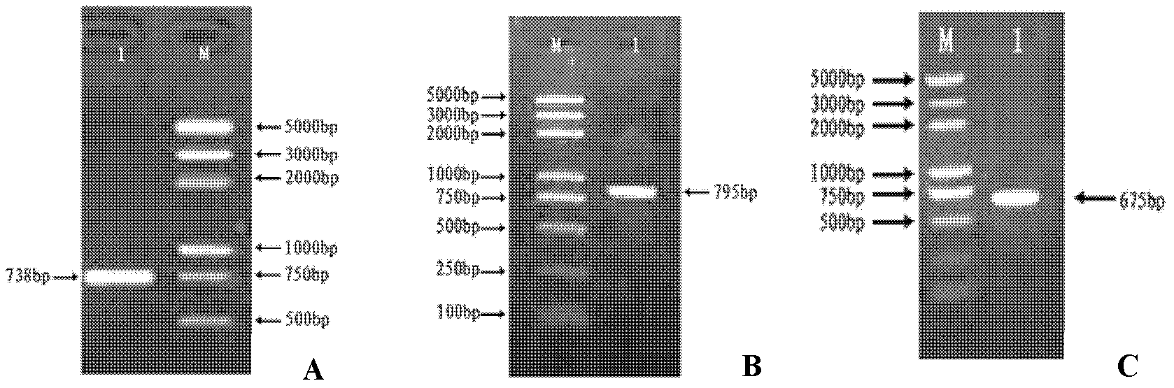 Preparation method and application of staphylococcus aureus isdbid-trap fusion protein