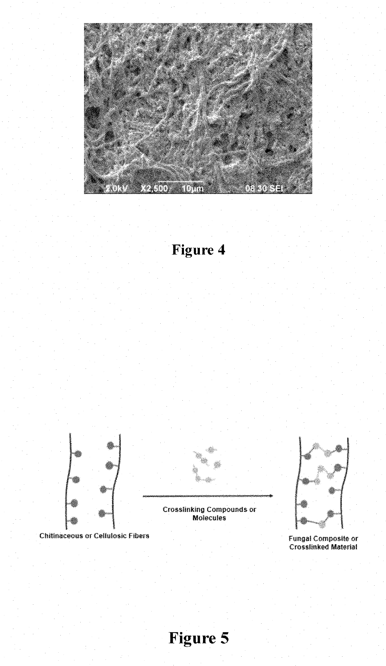 Deacetylation and crosslinking of chitin and chitosan in fungal materials and their composites for tunable properties