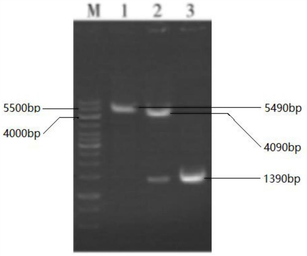 A kind of fermentation method that improves L-isoleucine yield