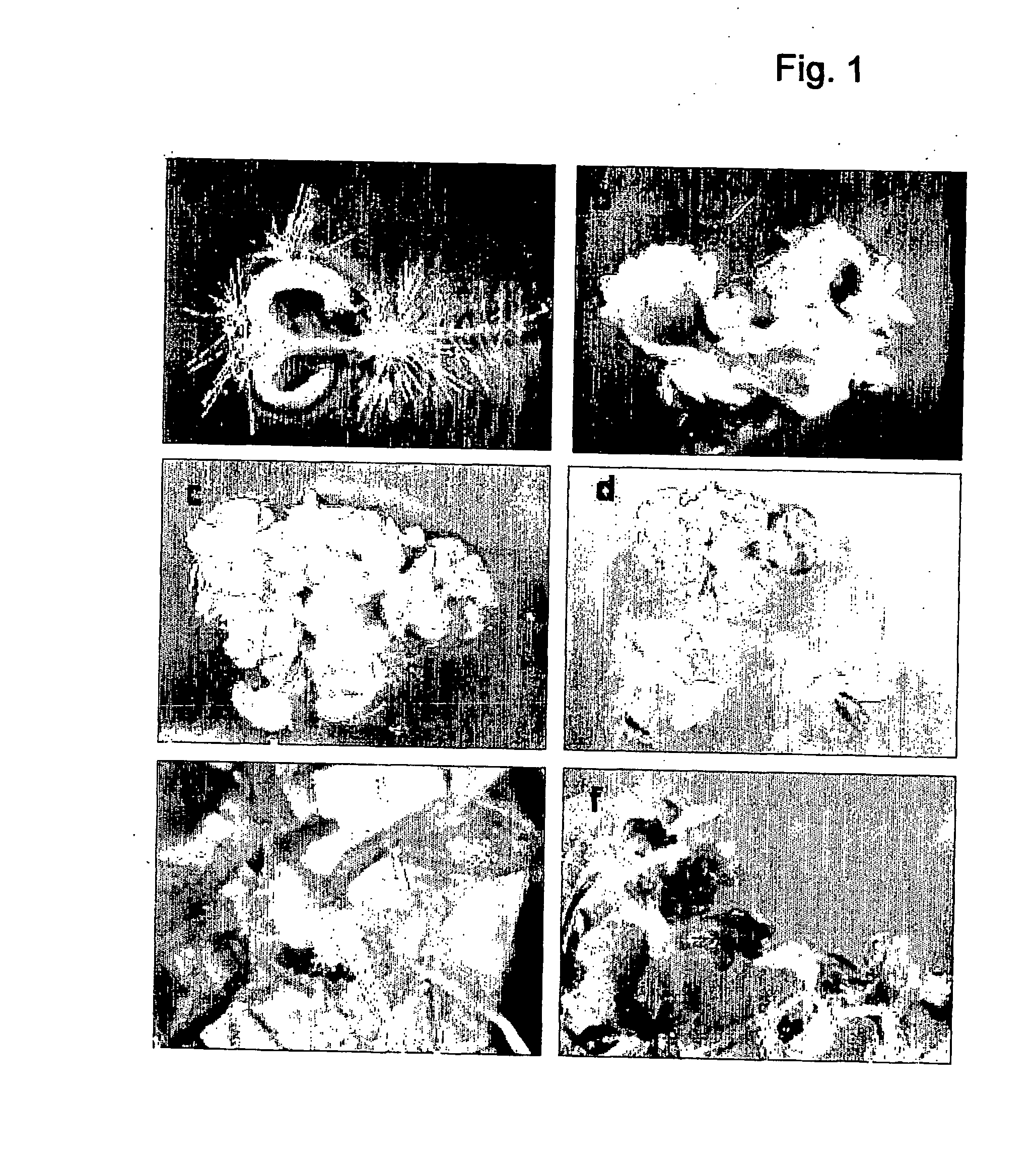 Control of plant growth and developmental process