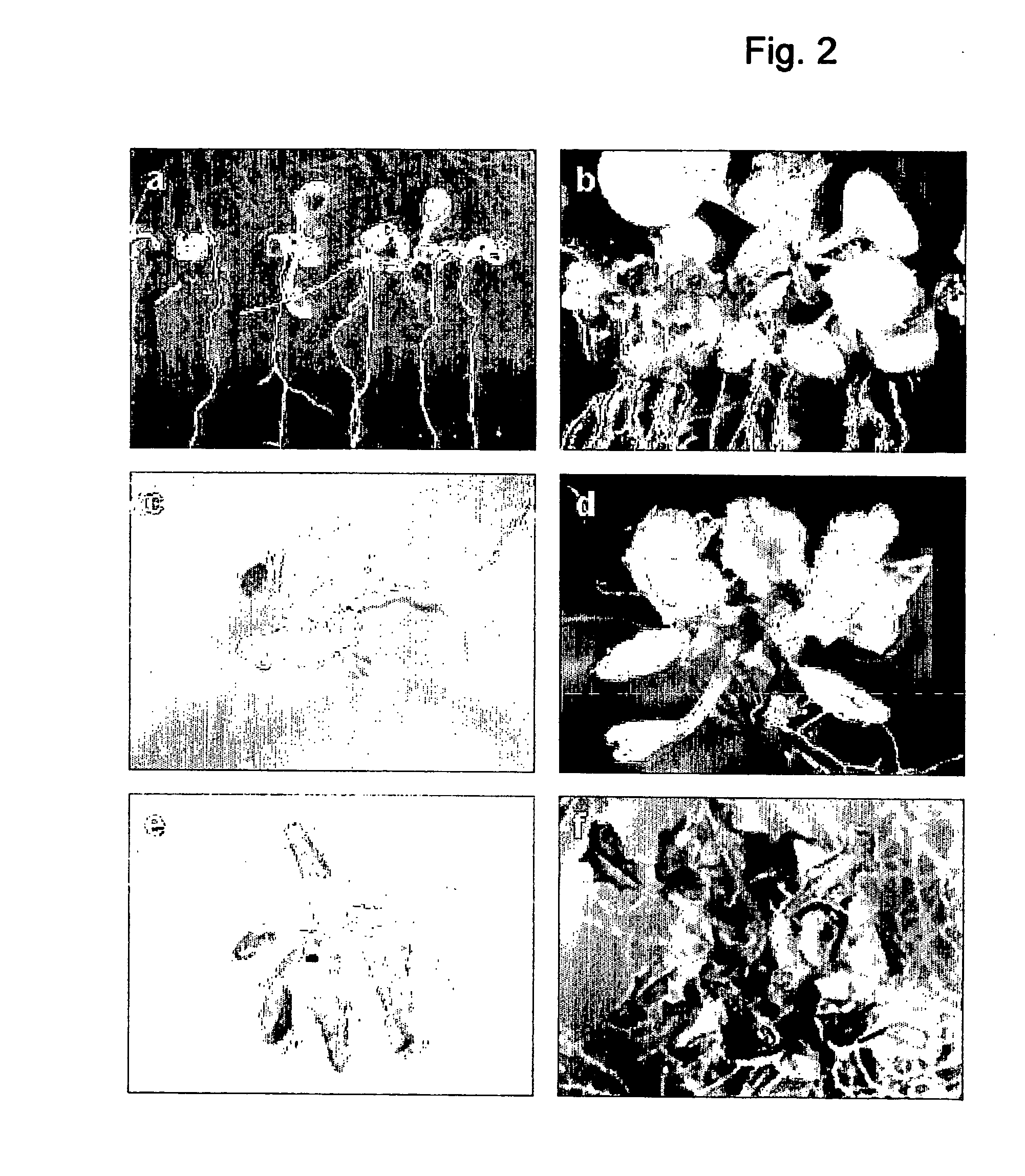 Control of plant growth and developmental process