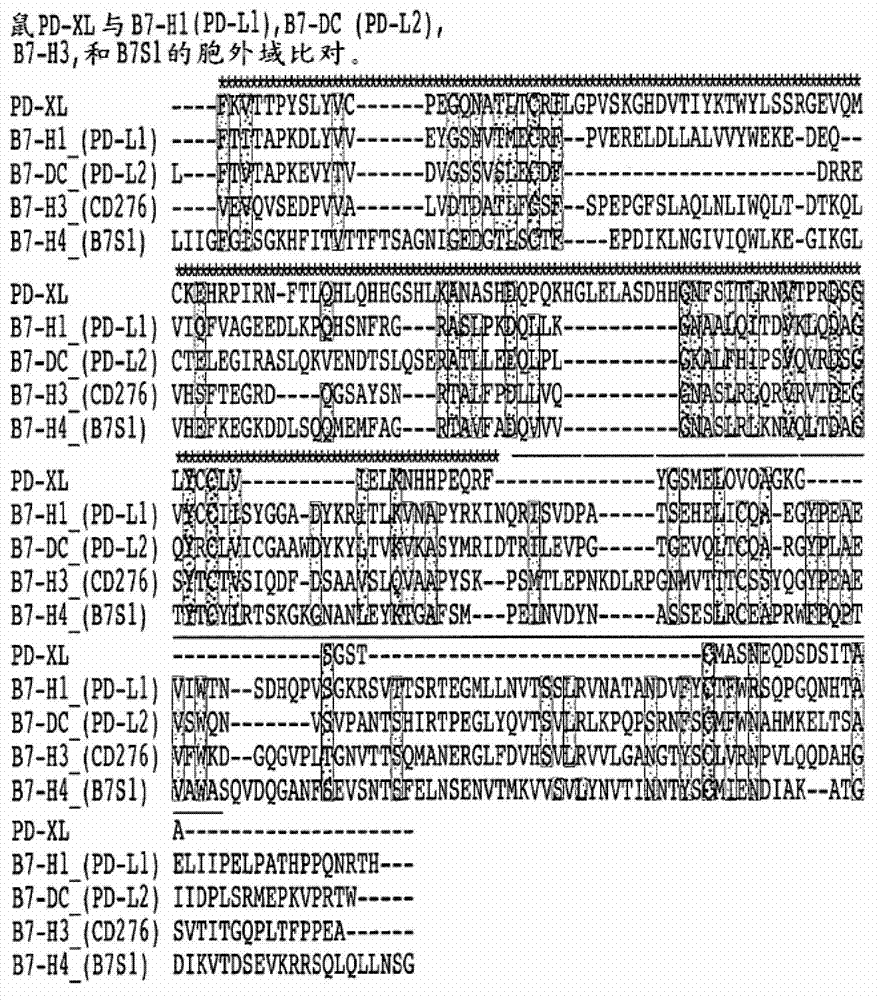 VISTA regulatory T cell mediator protein, VISTA binding agents and use thereof