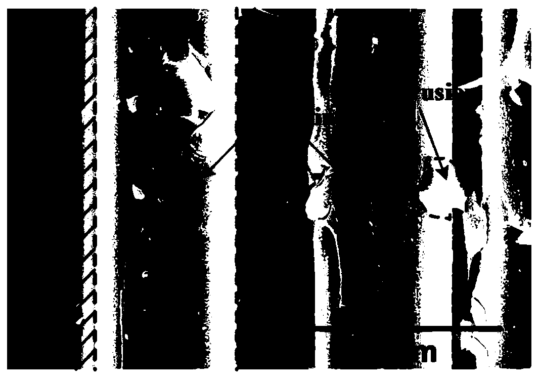 Modified carbon fiber reinforced phenolic resin-based composite material and preparation thereof