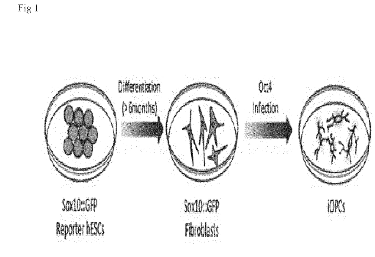 Method for inducing oligodendrocyte precursor cells from oct4-induced human somatic cells through direct reprogramming