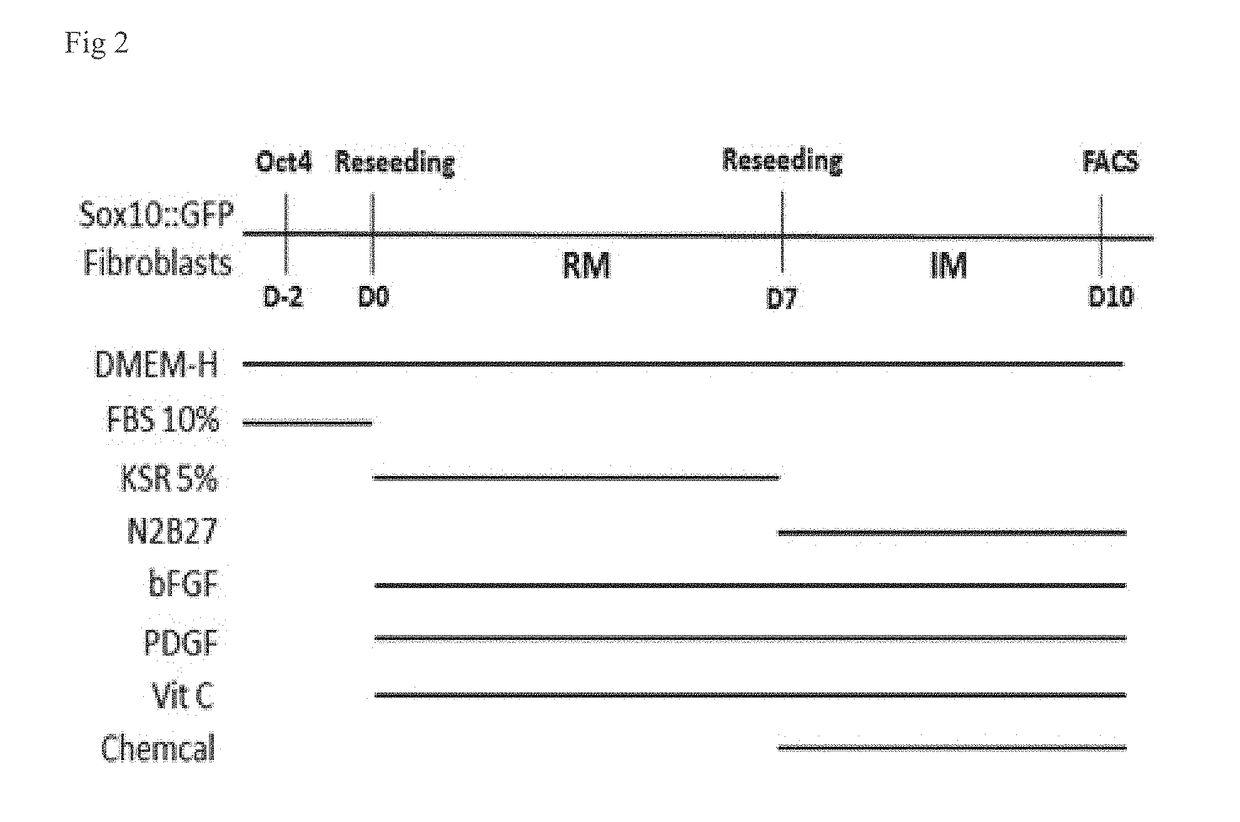 Method for inducing oligodendrocyte precursor cells from oct4-induced human somatic cells through direct reprogramming