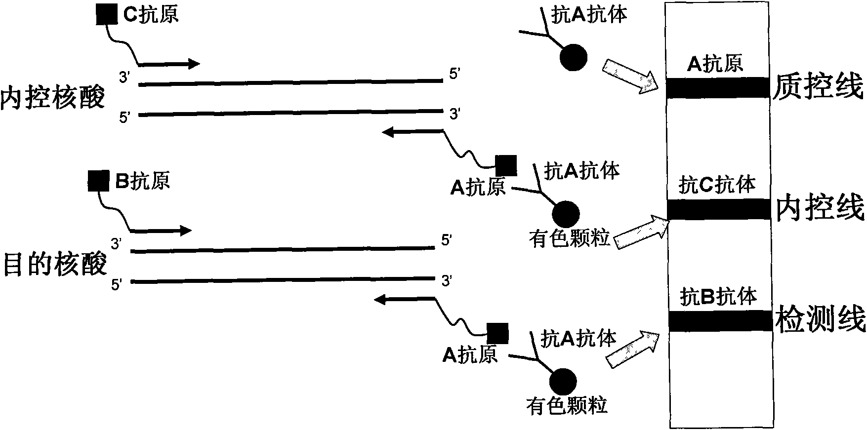 Method for semi-quantitatively detecting pathogenic nucleic acid by adding internal control nucleic acid