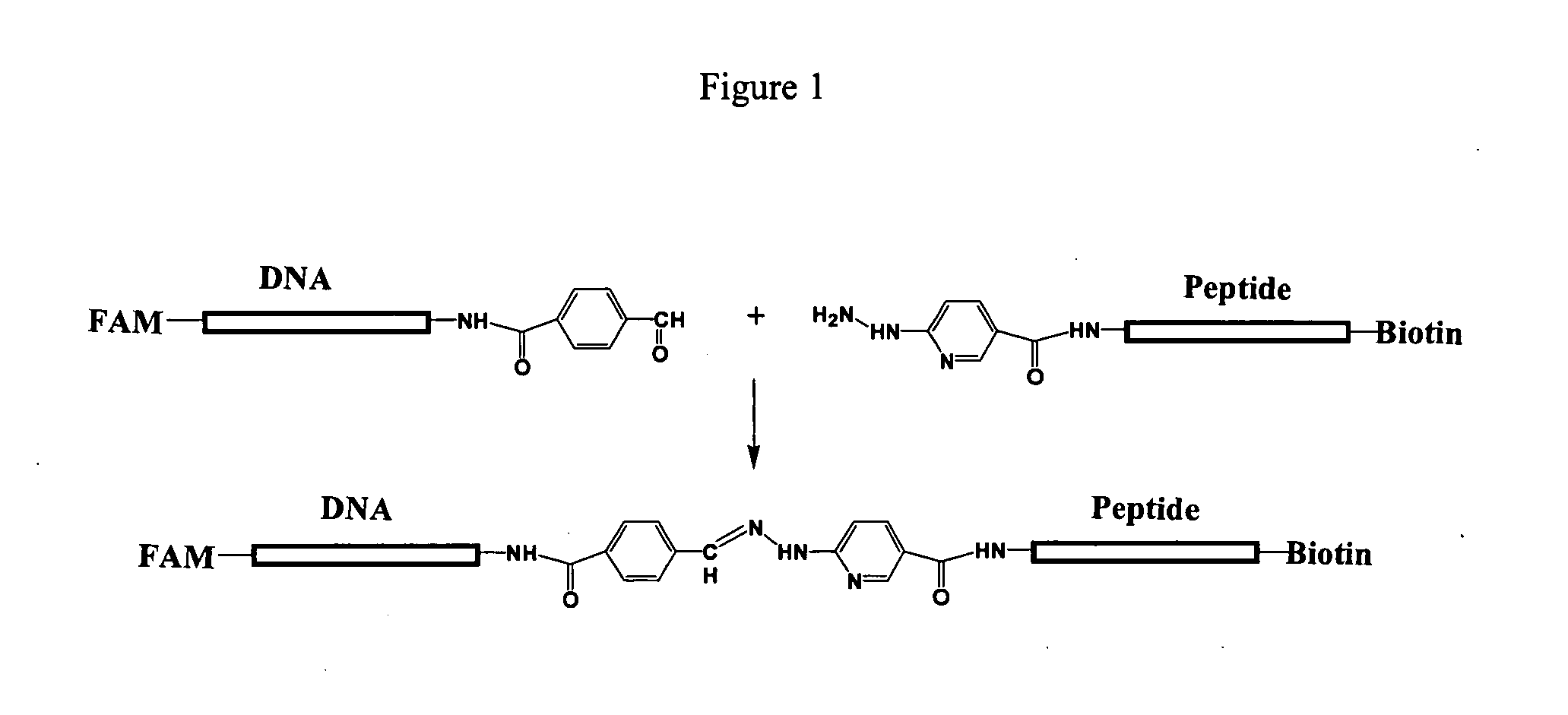 Compositions and methods for detecting protease activity