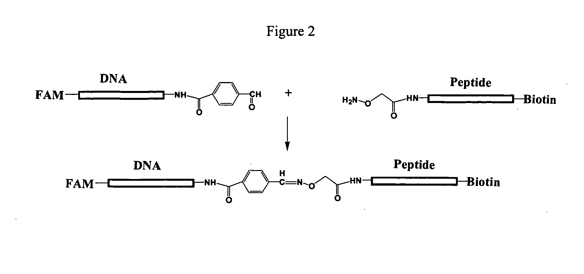 Compositions and methods for detecting protease activity