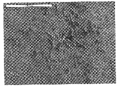 TiN enhanced ferrous matrix composite surface layer and processing method thereof