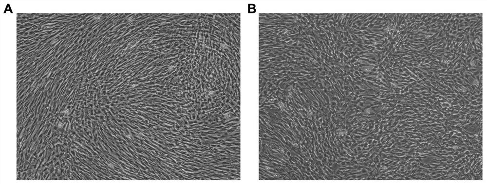 Animal-derived-component-free passaging method for passaging of stem cells