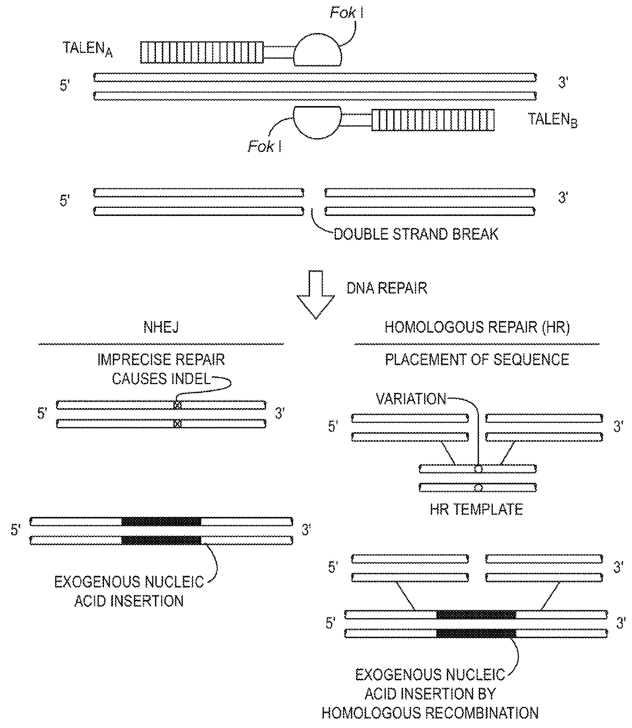 Non-meiotic allele introgression