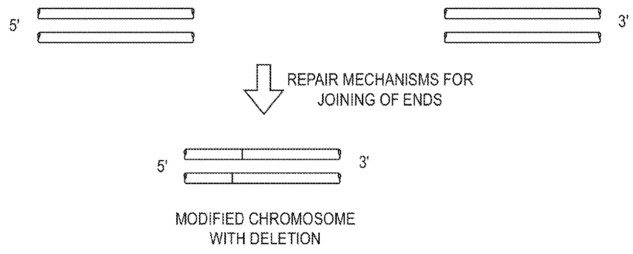 Non-meiotic allele introgression