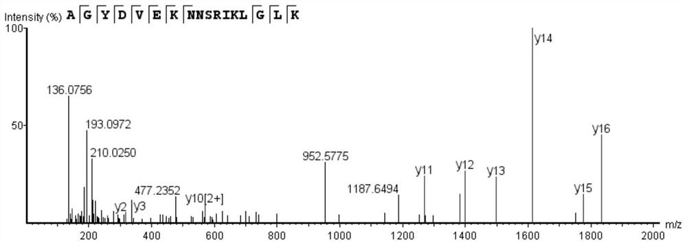 Bioactive peptide AGYDVEKNNSRIKLGLK and preparation method and application thereof