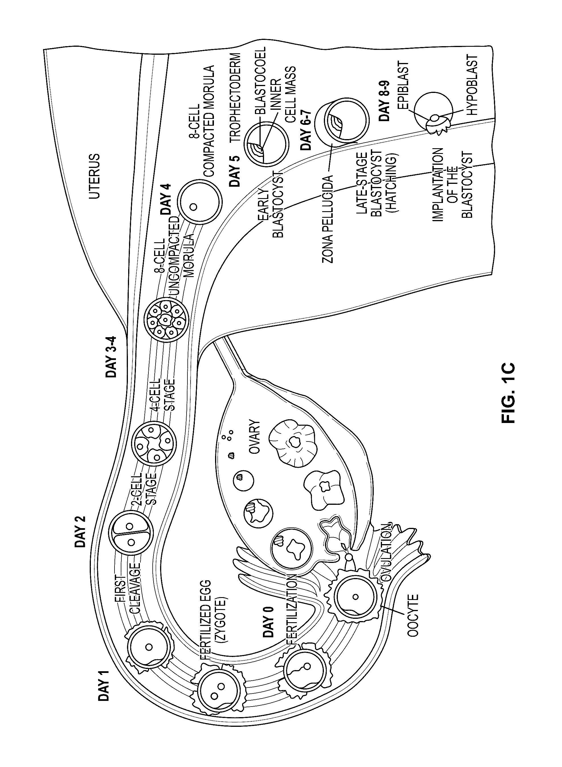 Compositions and methods for culturing cells from normal human tubo-ovarian epithelium and human tubo-ovarian tumors